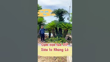 Vạn tuế khủng, VIP các Bác chơi nhà cổ, biệt thự đẹp không đối thủ #vantue #caycanh  #bonsai #sorts