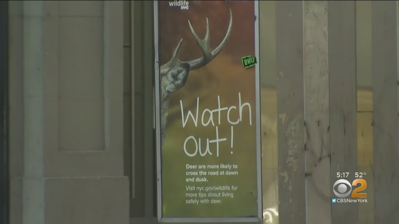How Did A Deer Ad End Up In NYC?