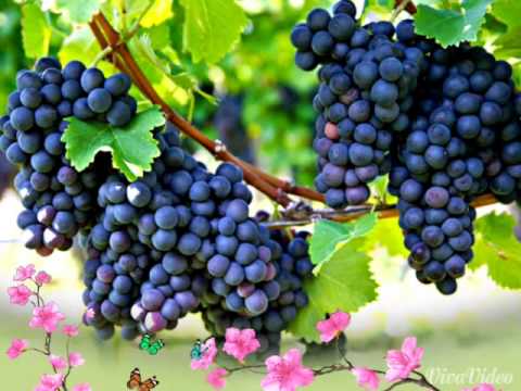 شيله بياع العنب ماجاني