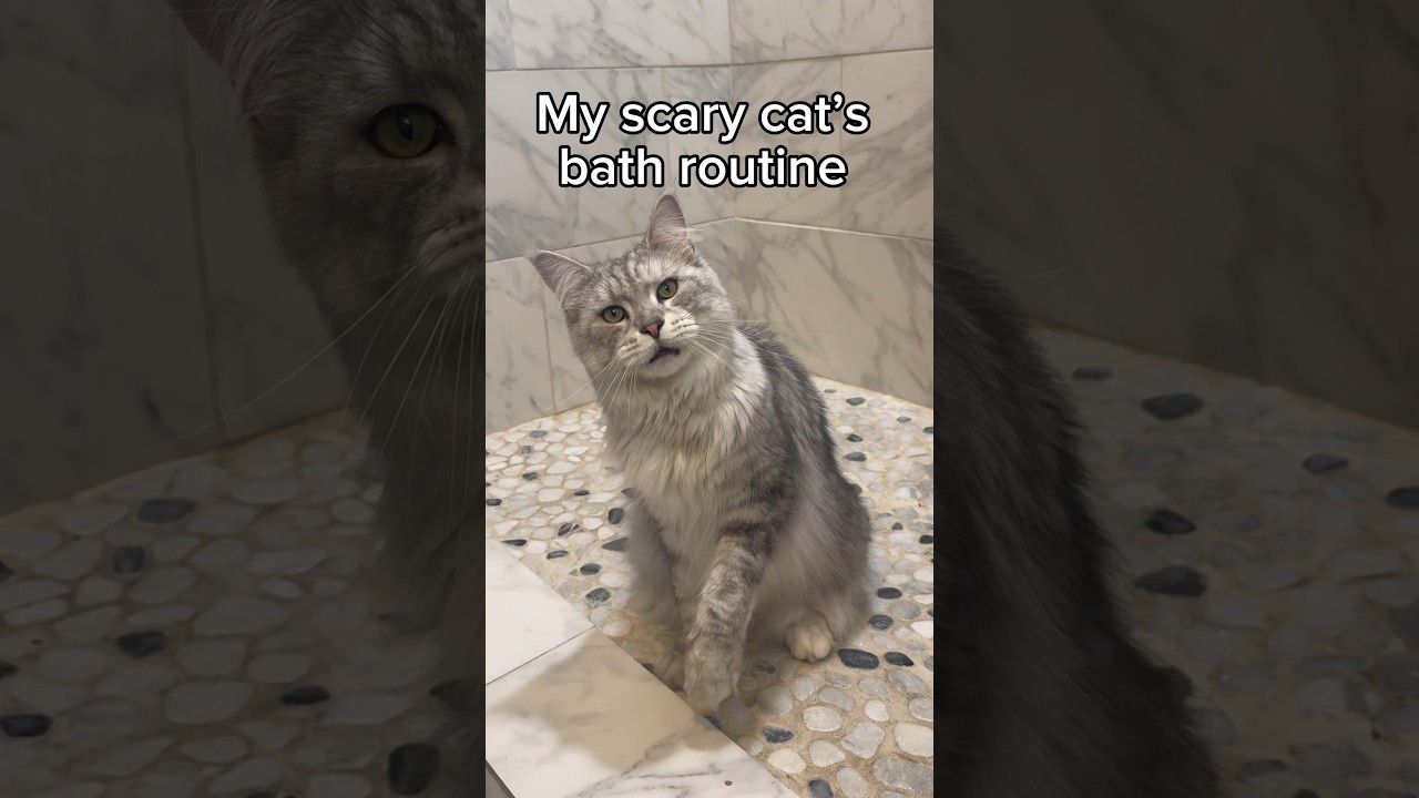 Do you think Winston enjoyed it? 🧼🤍🐱#mainecoon #catbath #catsofyoutube ￼
