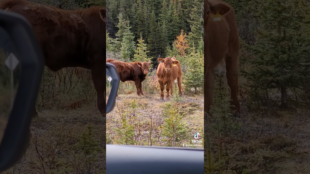 Cows roaming in the wild. Canada's wild wild west