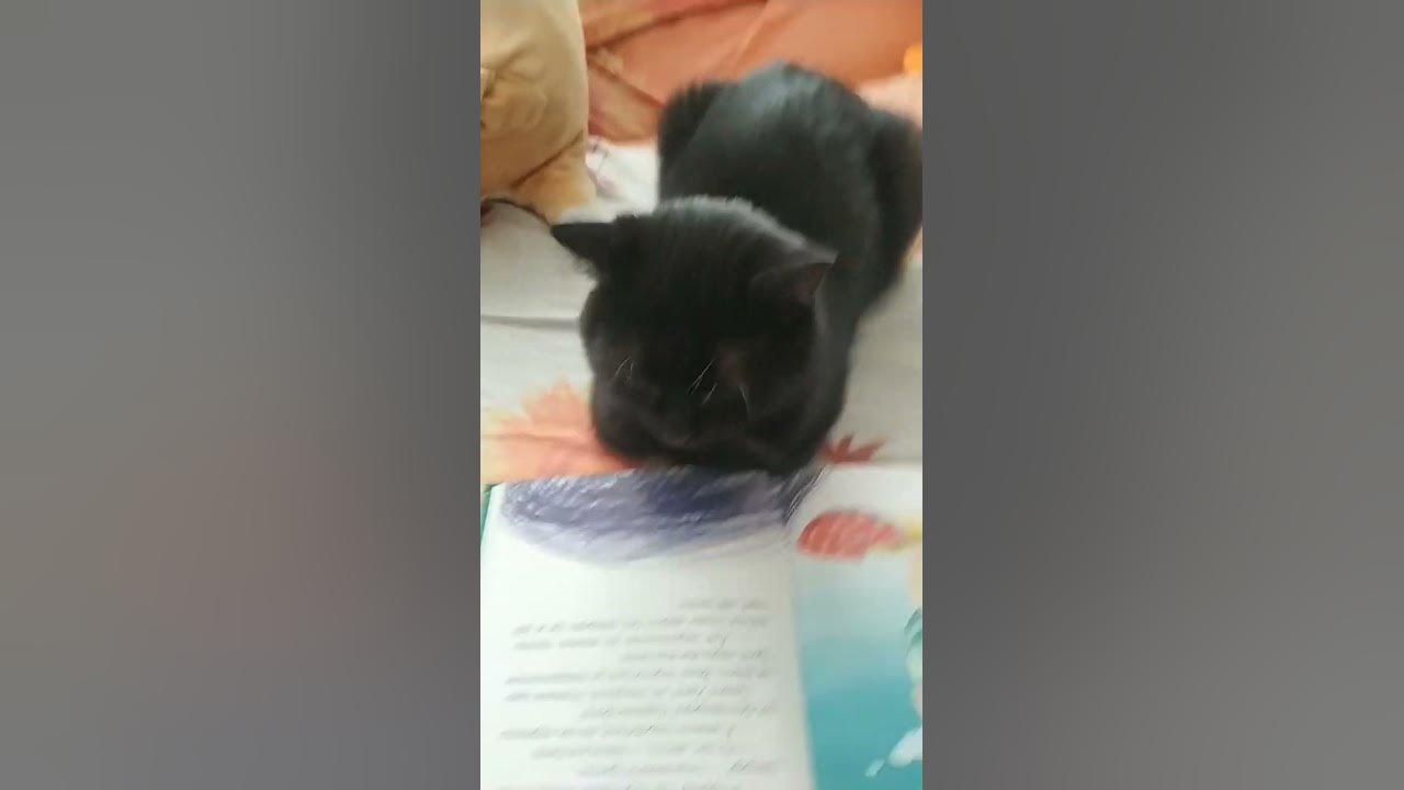 кіт читає книгу 🐈🎓📖 - YouTube