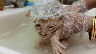 Caring for a Kitten with Eye and Skin Infections: Twice-Daily Bath Routine