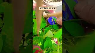 अपराजिता का पौधा #garden #gardening #plants #flowers #outdoor plants