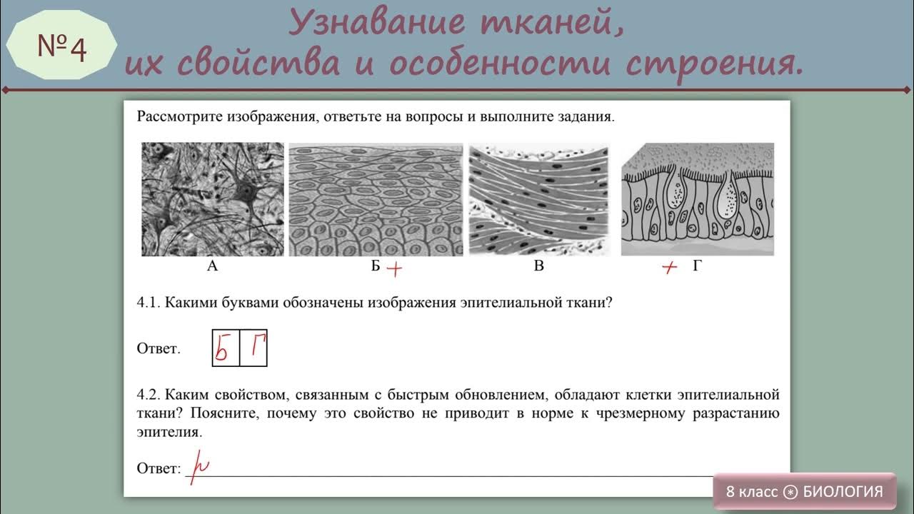 Впр 8 класс анатомия человека