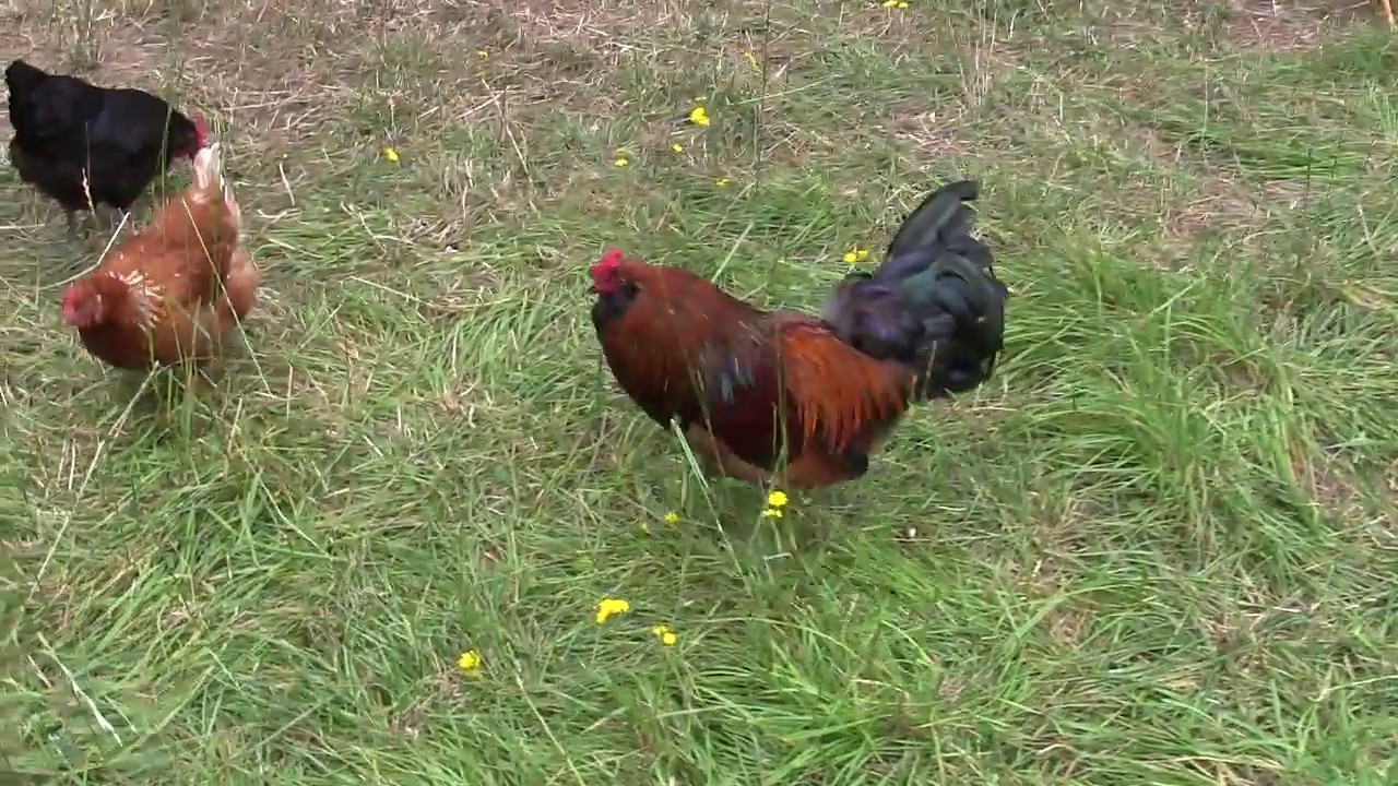 The Hens are Laying, Easter Egg Araucanas Laying Green Eggs, and Why