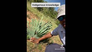 Indigenous knowledge, Lehwama
