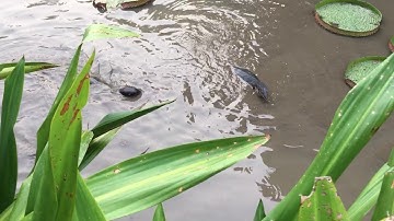 OTTERS VS MONITOR LIZARD