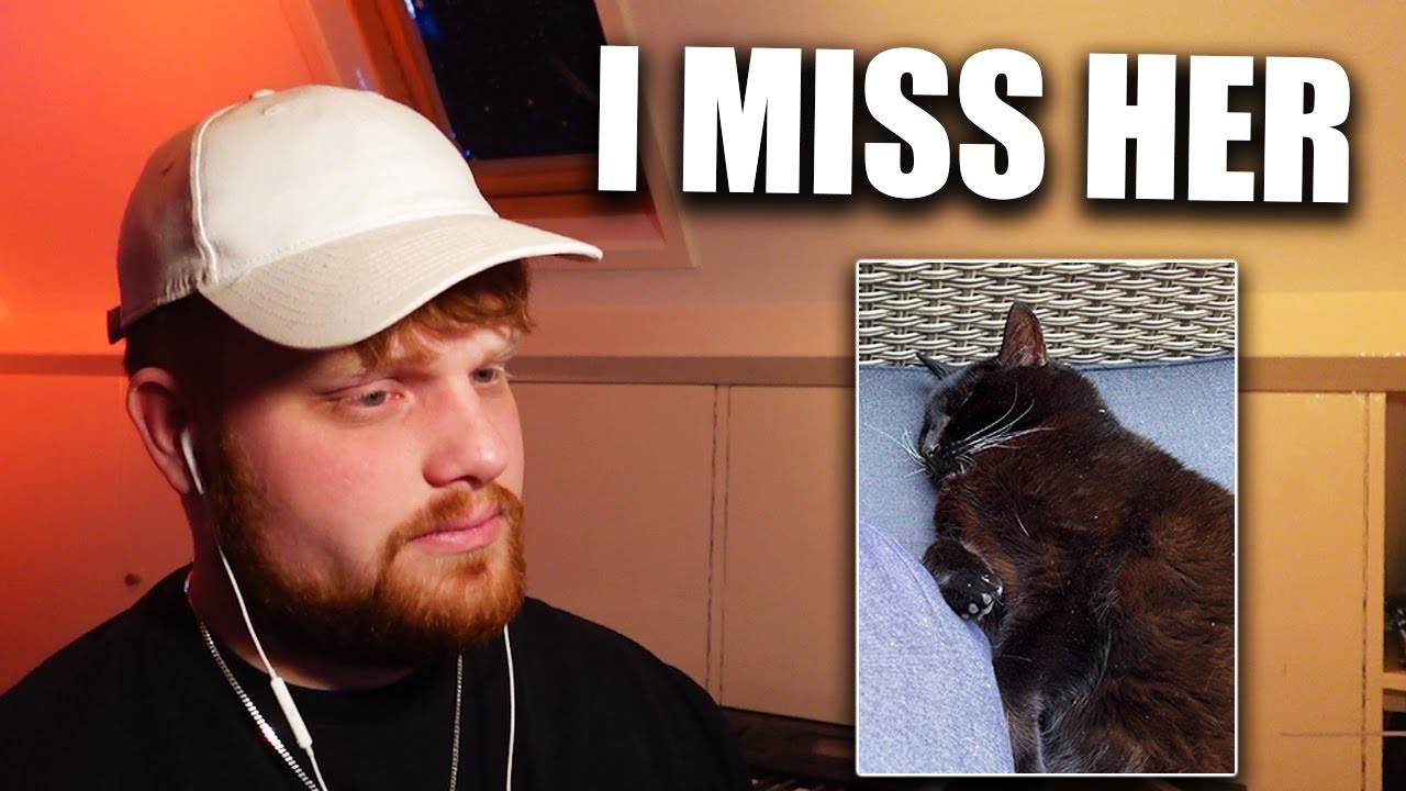 Watching Cat Videos After My Cat Passed Away