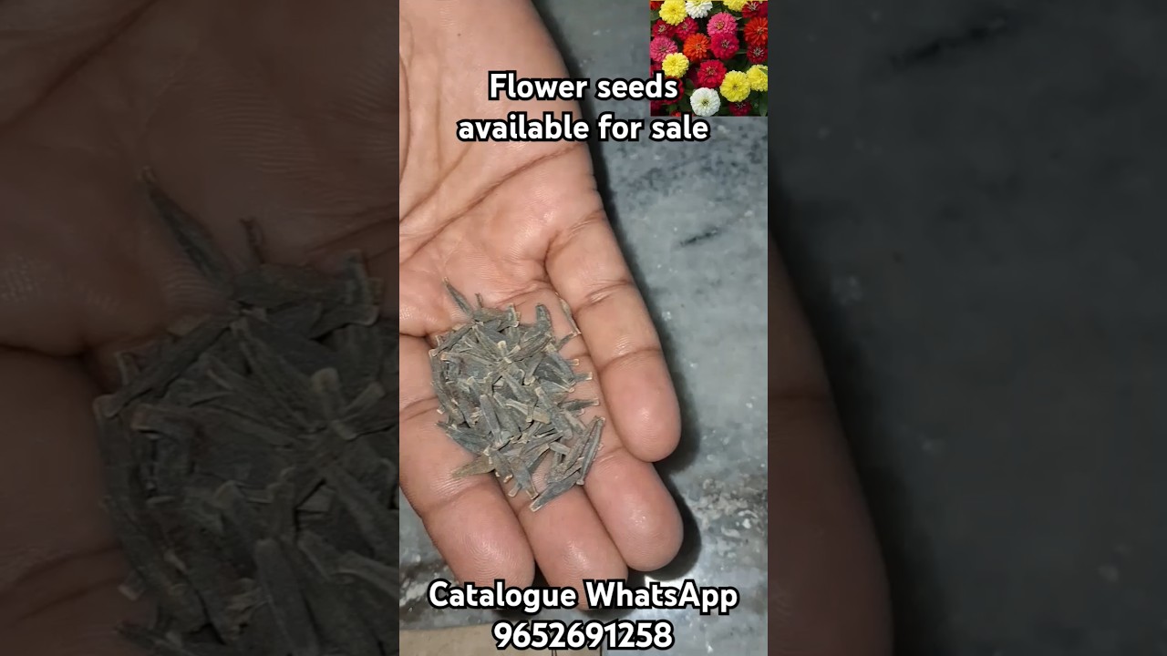 flower seeds available for sale For details WhatsApp 9652691258 