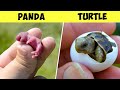 जानवरों के बच्चे भी इंसानो से कम प्यारे नहीं होते | This Is What Newborn Animals Look Like | Part- 2