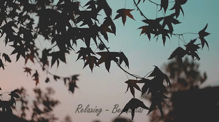 Sound of Wind and Leaves Rumbling || Relaxing Summer Breeze || Relaxing  Meditation & Stress Relief