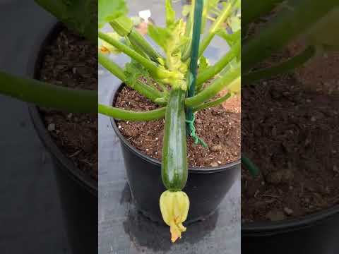 3 Days after Hand pollinate Zucchini - Growing Vertically in containers