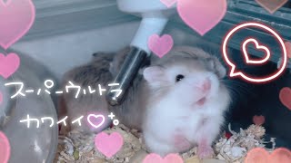 【day21】rovorovsky hamster baby♥ロボロフスキーハムスターの赤ちゃん