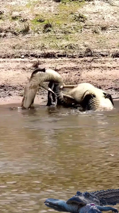 Download lagu 🐊tear🐊