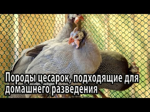 Видео: Цесарка - полезные и экзотические животные