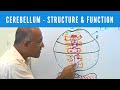 Cerebellum - Structure & Function - Neuroanatomy