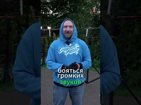 Пиротехнический Бум: Стрем или Норм? #салют #юмор #идеяподарков #шортс #тренд #fireworks #праздник