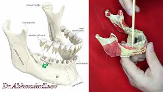 Анатомия нижней челюсти, mandibula, Ахмадудинов А.М.