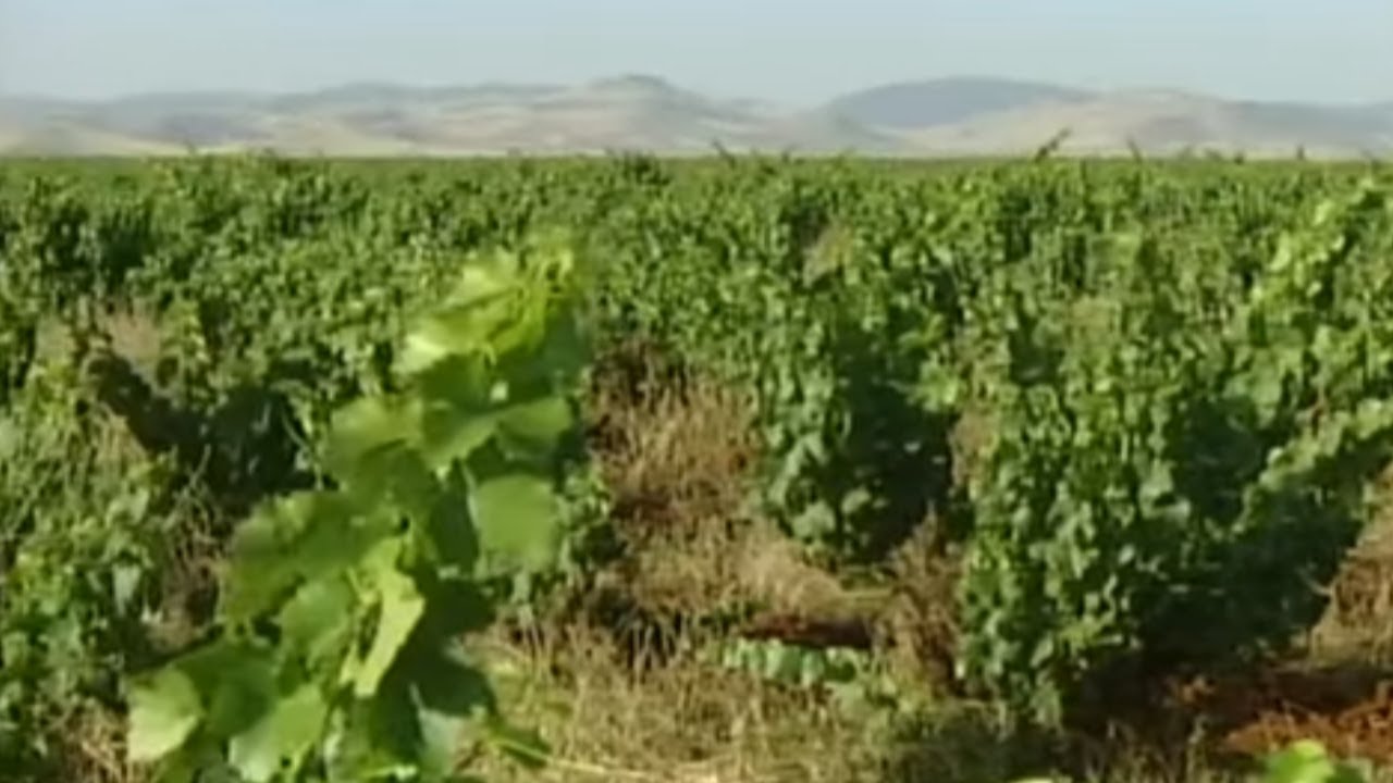 Sur la route des vins au Maroc