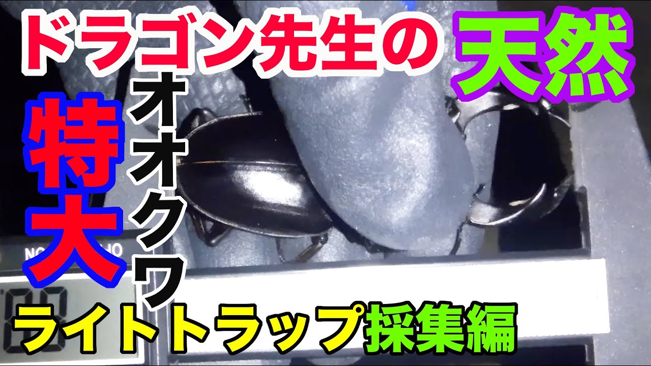 ドラゴン先生のオオクワガタライトトラップ編 - YouTube