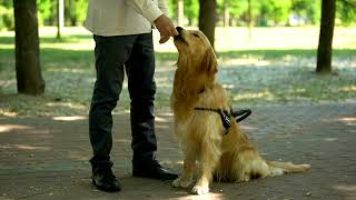 The Guiding Paw: How Seeing Eye Dogs Transform Lives and Empower the Blind [4K]