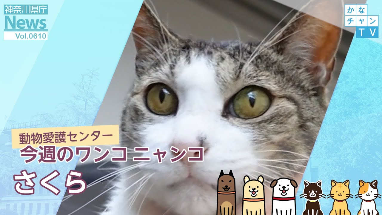 魔性の瞳に抗えない♪ 人馴ればっちり、ゆっくり一緒に過ごしてくれる