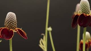 Mexican Hat Plant - 65 Days - Timelapse