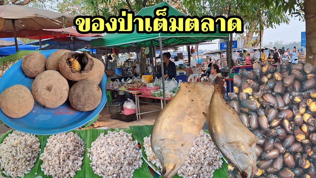 แมงจินูน ไข่มดแดง จั๊กจั่น ของป่าเต็มตลาดลานดอกจาน #อาหารตามฤดูกาล #ของป่า 