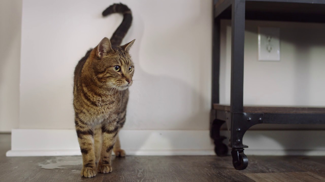 Wat te doen bij een kat die in huis plast of sproeit? - YouTube