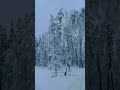 Зимний якутский лес из окна вездехода