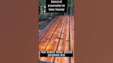 Natural oil staining cedar fence boards