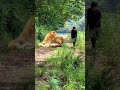 Amazing legends with strong man #animal #nature #pet #preytrestv #africa #wildlife #lion