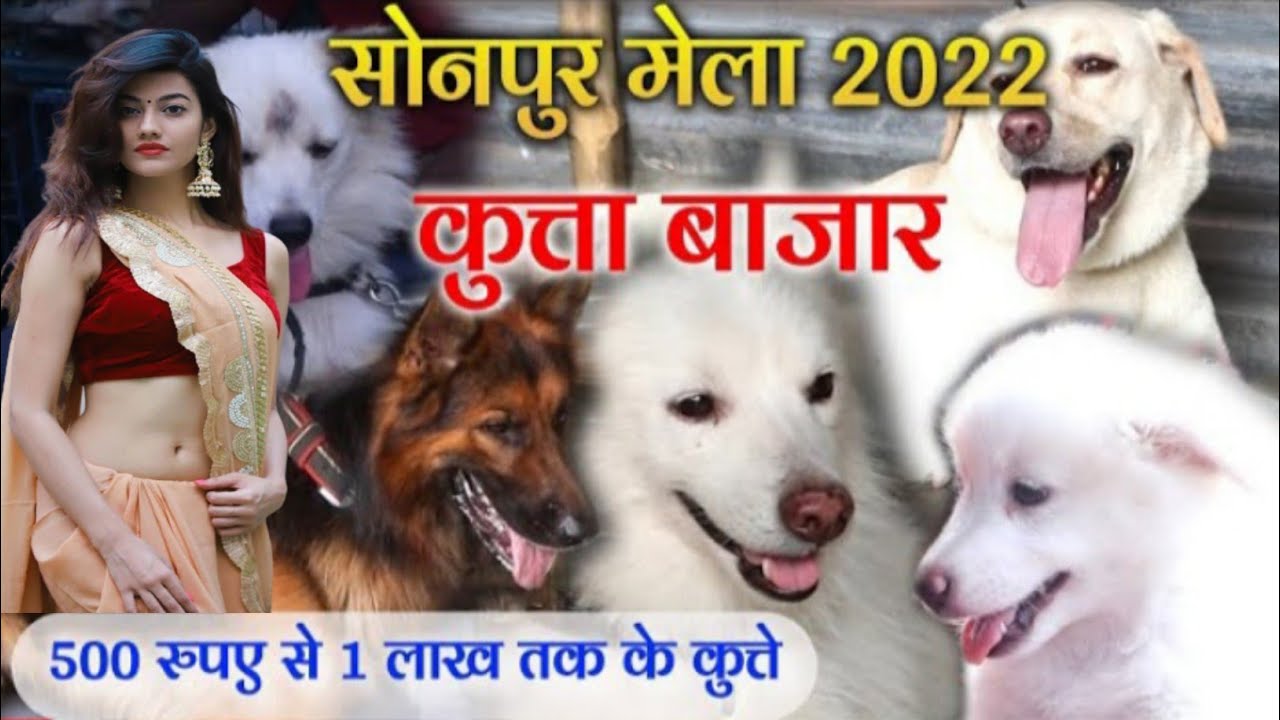 Dog Market Sonpur Mela 2022 | 500 Rupeya Se 1 Lakh Tak | दो साल बाद लगा Sonpur Mela 2022 