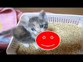 子猫保護 トイレトレーニング中にハプニング