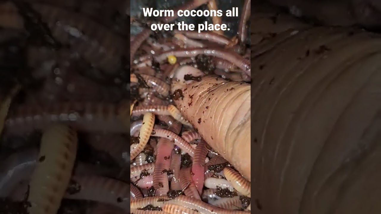 VERMICULTURE: BREEDING EARTHWORMS/COMPOSTING WORMS