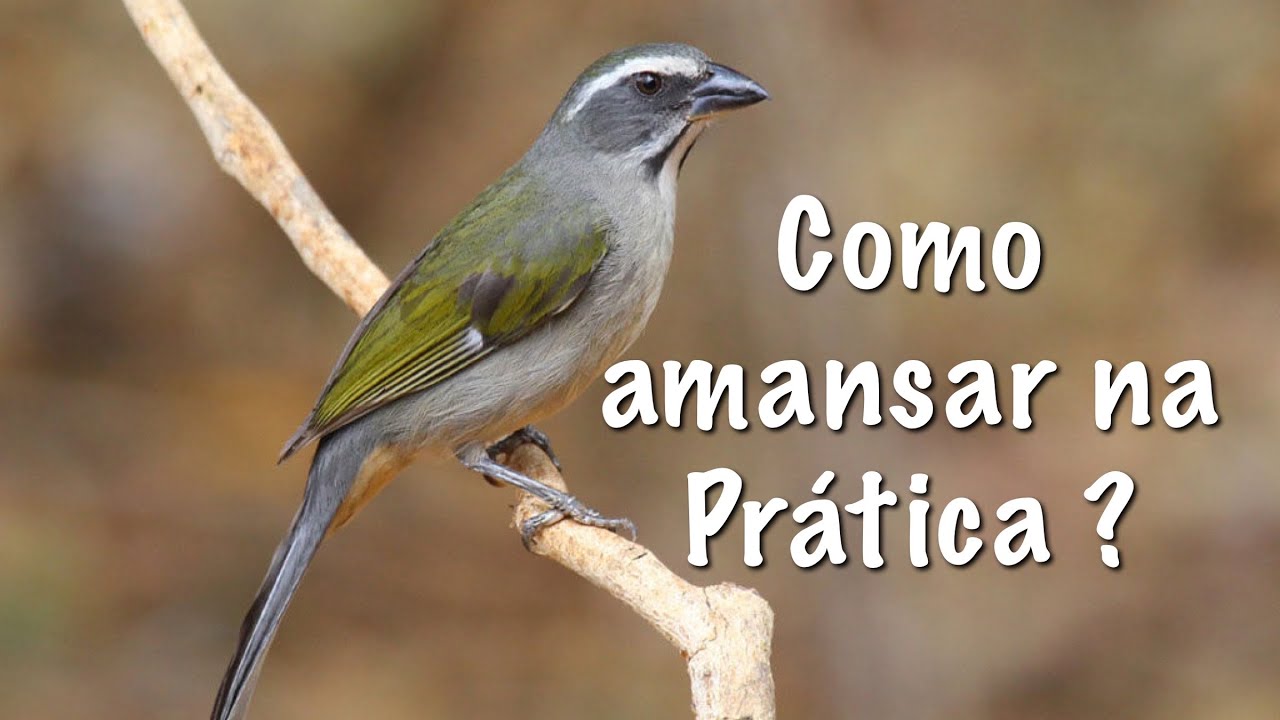 COMO AMANSAR TRINCA FERRO NA PRÁTICA