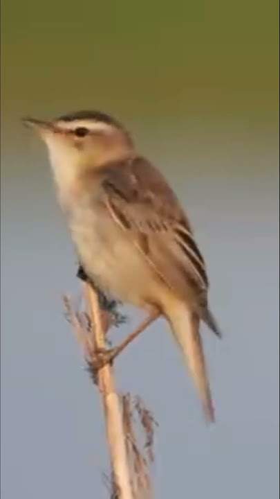 Sedge Warbler #birds #burungkicaudialamliar #birdsounds #terapiburungmacet #wildlife #masteranjernih