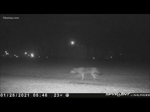 Central Georgians concerned about frequent coyote sightings