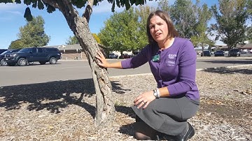 How to wrap a tree to prevent winter damage