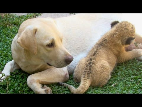 犬 が ライオン の 赤ちゃん を 育てる