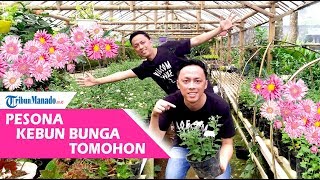 Pesona Kebun Bunga Tomohon