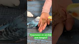 Kuşunuzun En Sevdiği Yem Hangisi? Yulafın Kuşlar Için Faydaları