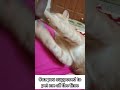 can you please pet a cutie cat? | Cat funny videos #shorts
