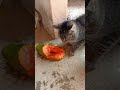 Olha a briga dos dois pra comer mamão 😂