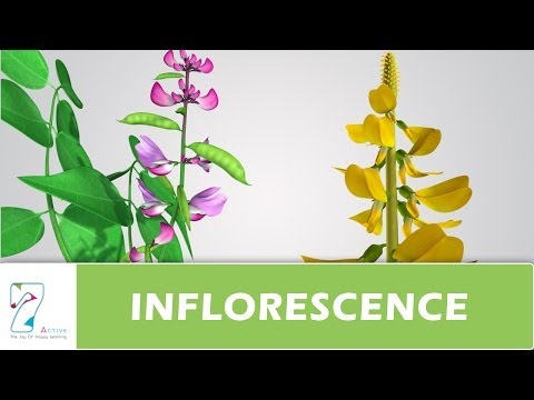 Vídeo: Na inflorescência cyme biparous o arranjo das flores é?