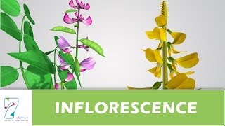 INFLORESCENCE