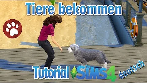 Wie kann ich einen Hund adoptieren Sims 4?