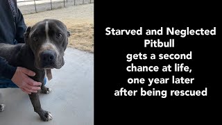 Starved and neglected Pitbull dog gets a second chance at life. One year later after being rescued.