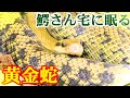 日本最大種のヘビや１匹○○万円のカエル飼う人気YouTuberの家が凄すぎた！！！